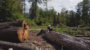 Best Utility Line Clearance  in Wilmington Island, GA