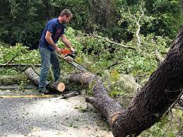 Best Palm Tree Trimming  in Wilmington Island, GA