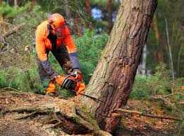 Best Lawn Renovation and Restoration  in Wilmington Island, GA