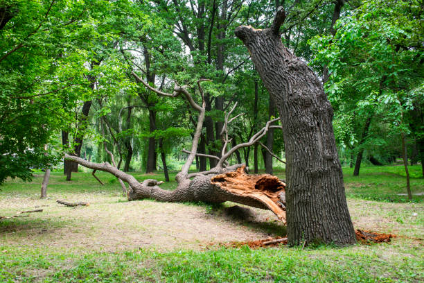 Best Soil Testing and Treatment  in Wilmington Island, GA
