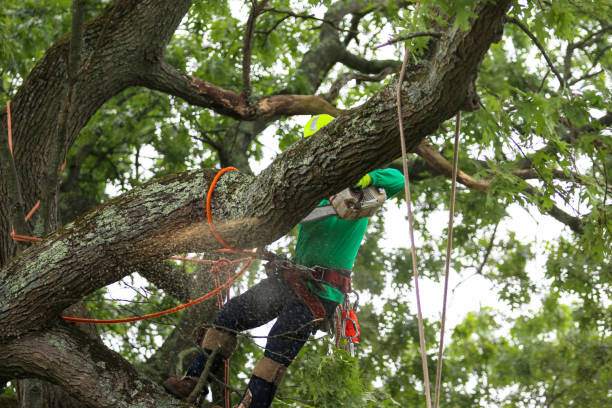 Best Hazardous Tree Removal  in Wilmington Island, GA