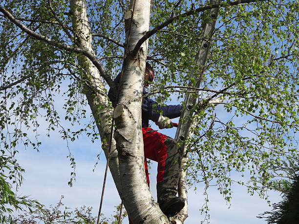 Best Commercial Tree Services  in Wilmington Island, GA