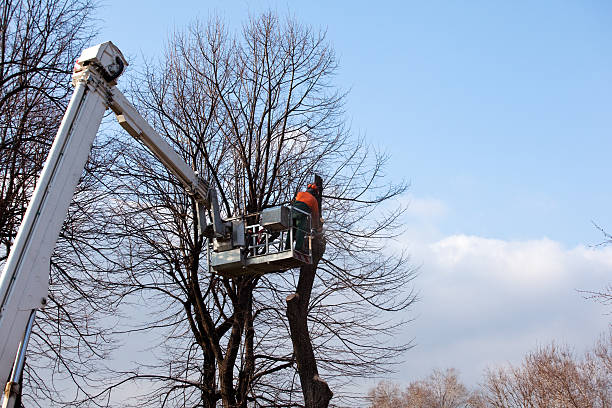 Best Tree Health Inspection  in Wilmington Island, GA