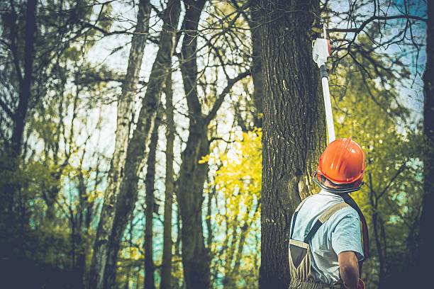 Best Tree Removal  in Wilmington Island, GA