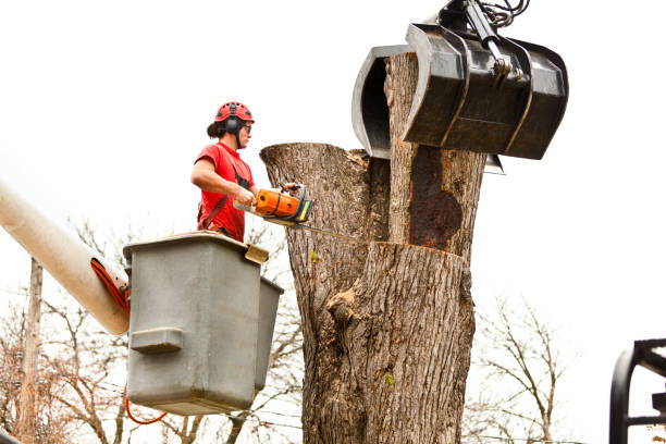 Best Emergency Tree Removal  in Wilmington Island, GA